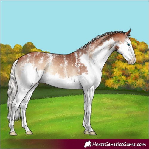 Horse Color:Powder White Silver Bay Onyx Splash Appaloosa 