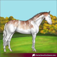 Horse Color:Powder White Silver Bay Onyx Splash Appaloosa 