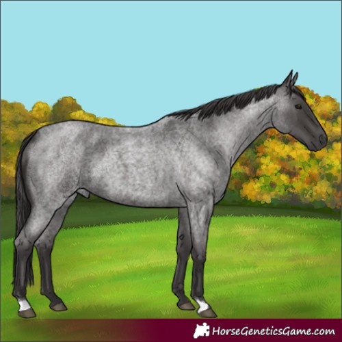 Horse Color:Unknown 