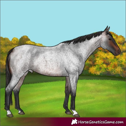 Horse Color:Unknown 
