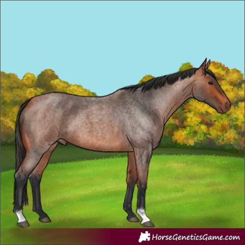 Horse Color:Unknown 