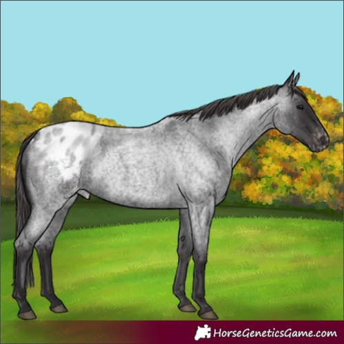 Horse Color:Unknown 