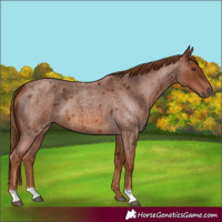 Horse Color:Unknown 