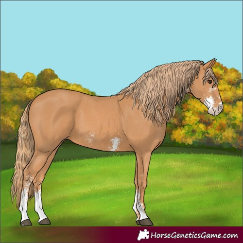 Horse Color:Chestnut Sabino 