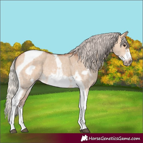 Horse Color:Silver Bay Dun Sabino Tobiano Frame Rabicano