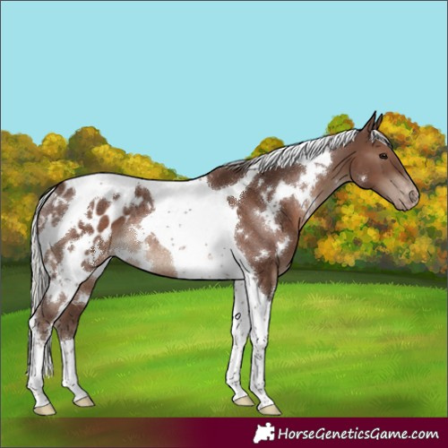 Horse Color:White Spotted Silver Black Tobiano Appaloosa Rabicano