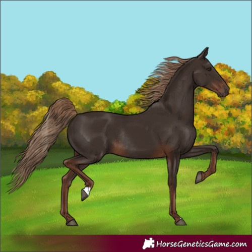 Horse Color:Liver Chestnut Rabicano 
