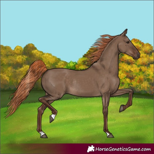 Horse Color:Liver Red Dun Rabicano 