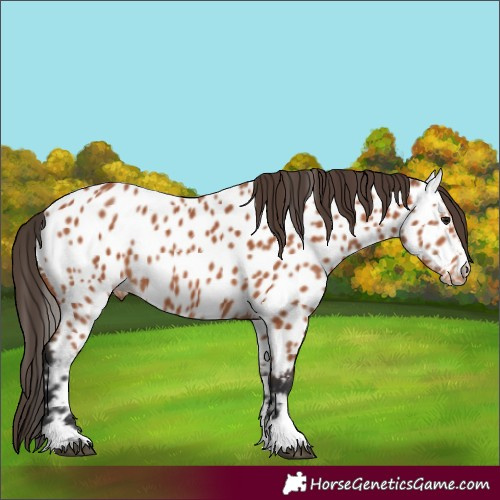 Horse Color:Bay Appaloosa 