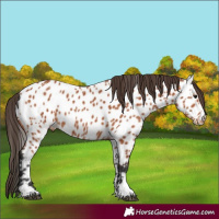 Horse Color:Bay Near Leopard