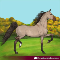 Horse Color:Liver Red Dun Rabicano 
