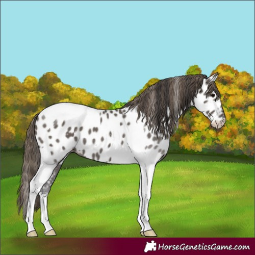 Horse Color:Smoky Grullo Tobiano Appaloosa 