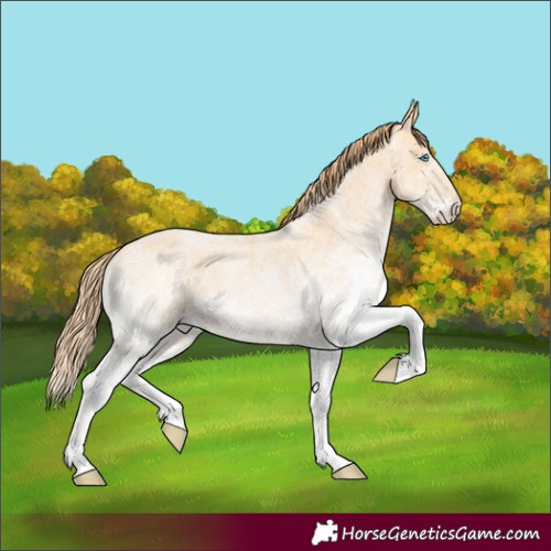Horse Color:White Spotted Buckskin Pearl Rabicano