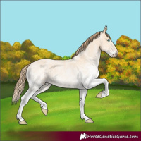 Horse Color:White Spotted Buckskin Pearl Rabicano 