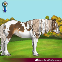 Horse Color:White Spotted Chocolate Palomino Mushroom Splash Tobiano 