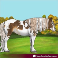 Horse Color:White Spotted Chocolate Palomino Mushroom Splash Tobiano 