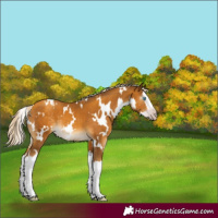 Horse Color:Gray White Spotted Gold Cream Champagne Mushroom Splash 