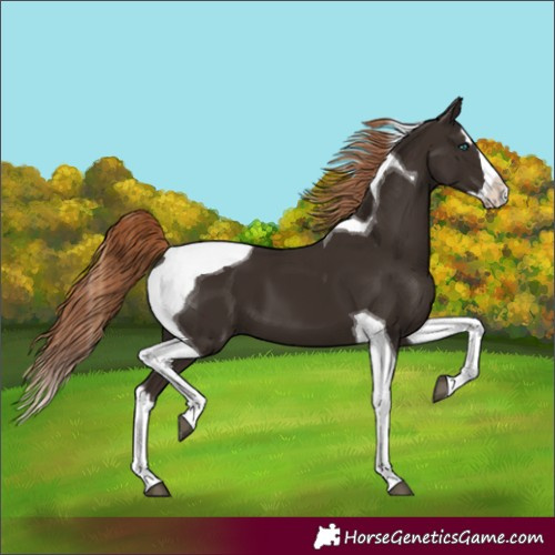 Horse Color:Liver Chestnut Splash Tobiano 