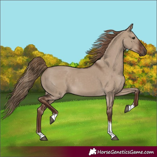 Horse Color:Liver Red Dun Tobiano 
