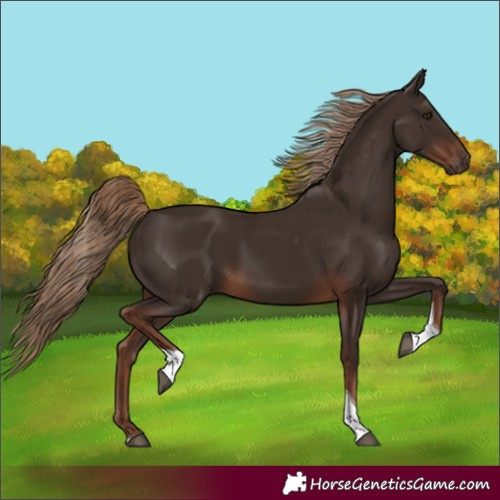 Horse Color:Liver Chestnut Tobiano 
