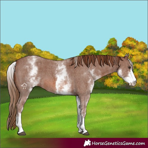 Horse Color:Unknown 