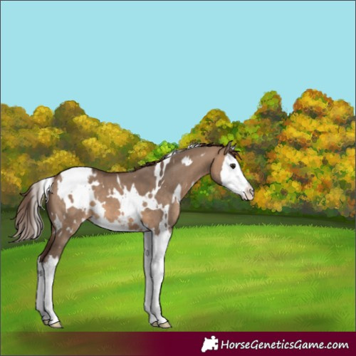 Horse Color:White Spotted Brown Dun Splash Varnish