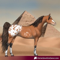 Horse Color:Bay Appaloosa