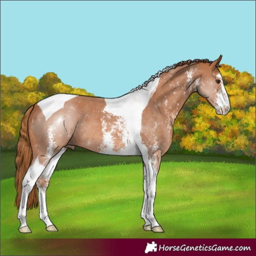 Horse Color:Chestnut Sabino Tobiano 