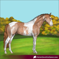Horse Color:Chestnut Sabino Tobiano 