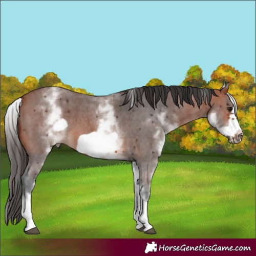 Horse Color:White Spotted Bay Sabino Frame 