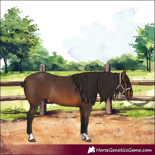 Horse Color:Brown Rabicano