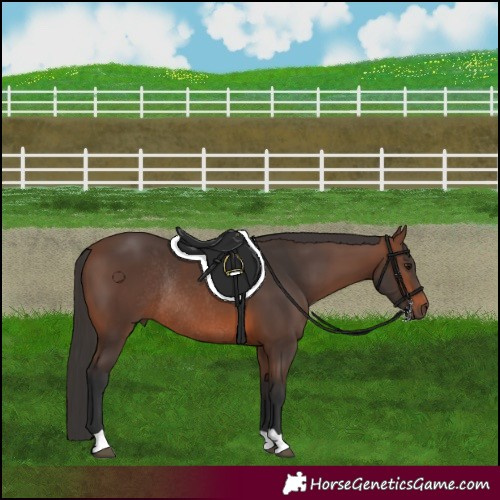 Horse Color:Brown Rabicano
