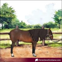 Horse Color:Brown Rabicano