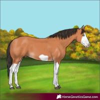 Horse Color:Bay Splash Frame