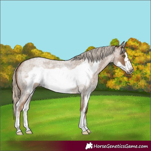 Horse Color:Chocolate Palomino Roan Sabino Frame 