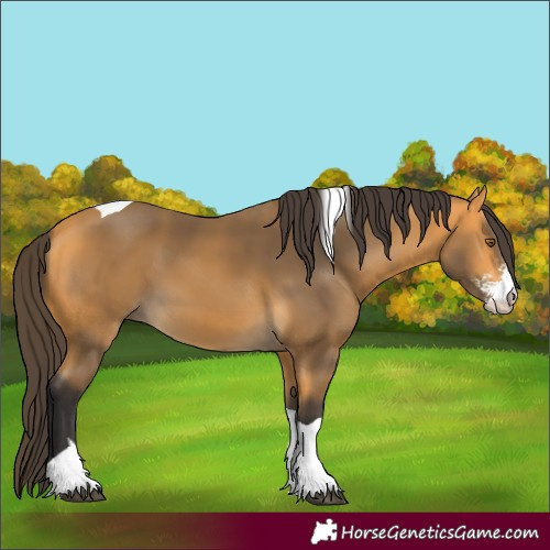 Horse Color:Buckskin Sabino Tobiano 