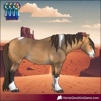 Horse Color:Buckskin Sabino Tobiano 