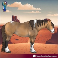 Horse Color:Buckskin Sabino Tobiano