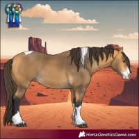 Horse Color:Buckskin Sabino Tobiano 