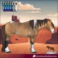 Horse Color:Buckskin Sabino Tobiano