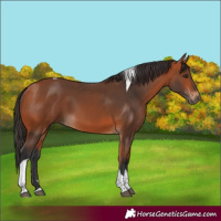 Horse Color:Bay Tobiano 