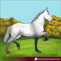 Horse Color:Gray Black 