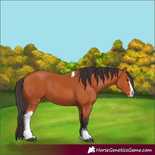 Horse Color:Bay Splash Tobiano 