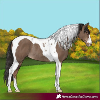 Horse Color:Liver Red Dun Tobiano Rabicano 