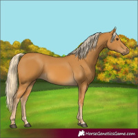 Horse Color:Palomino 