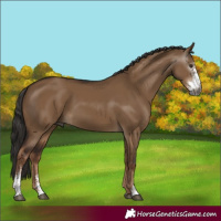 Horse Color:Gray Liver Red Dun Sabino