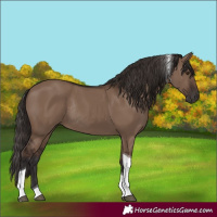Horse Color:Liver Red Dun Tobiano Rabicano