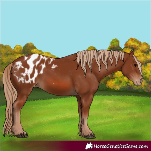 Horse Color:Chestnut Blanket 