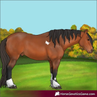Horse Color:Bay Tobiano 