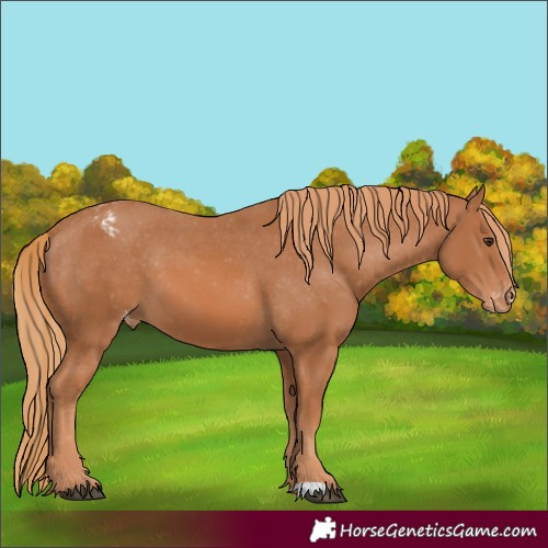 Horse Color:Chestnut Varnish 